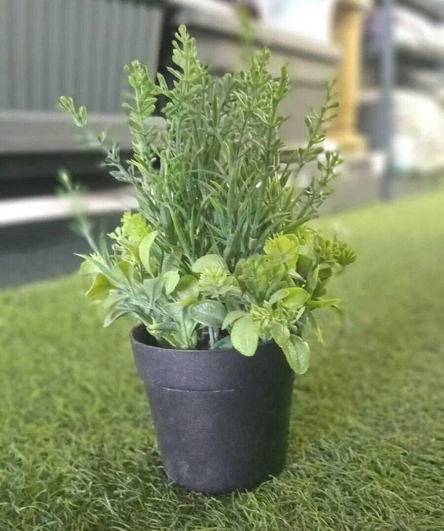 Yapay Biberiye Karışık Saksili 20cm
