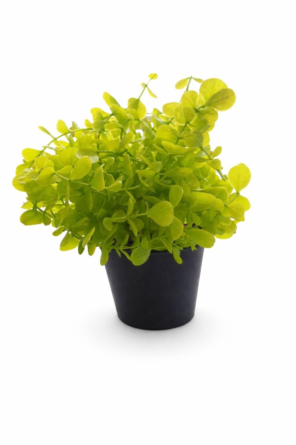 Yapay Çiçek Şans Bitkisi Saksili 20cm