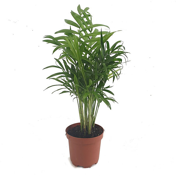 Chamaedorea Elegans 9cm (Parlor Palm)