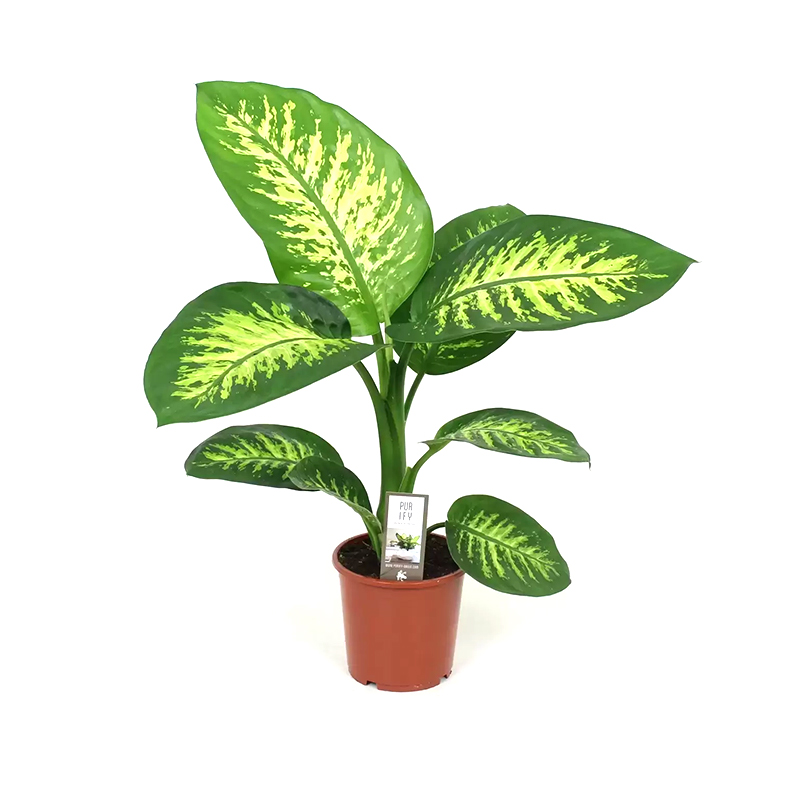 Difenbahya Tropic Snow 17cm