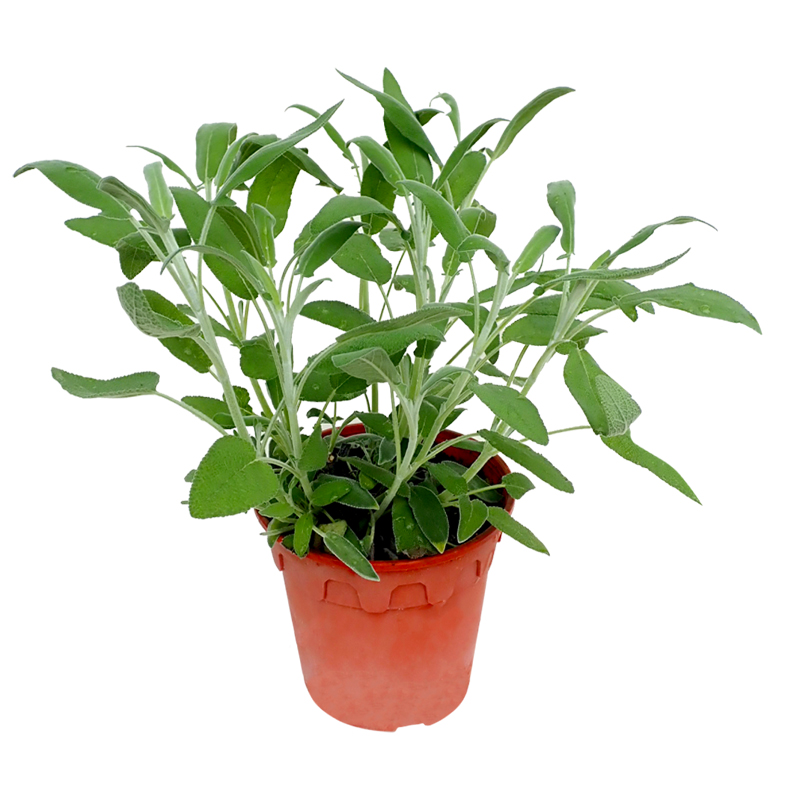 Adaçayı 17 cm Saksı Bitkisi