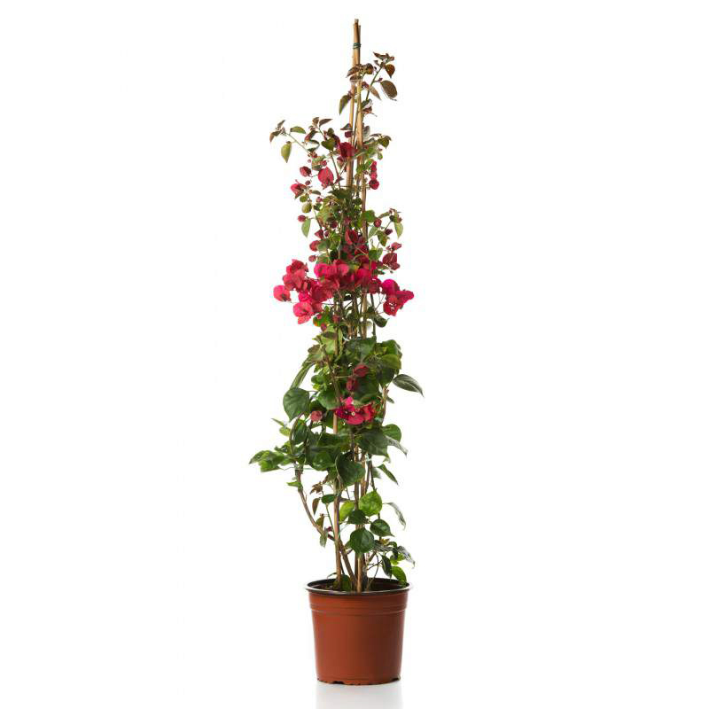Begonvil – Cemile Çiçeği 200cm