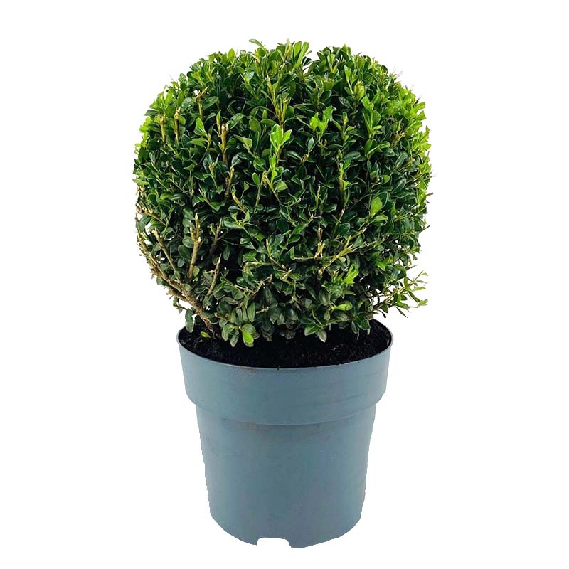Ilex crenata Jenny 17 cm 40 cm Saksılı Süs Çalısı