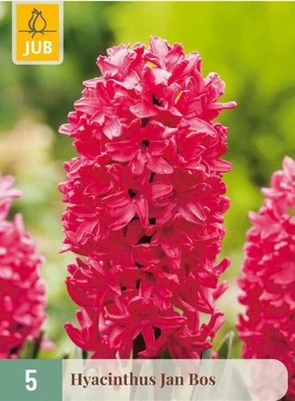 Sümbül Soğanı 5’li – Jan Bos (Pembe)