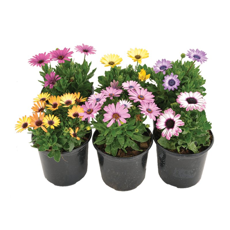 Osteospermum Yalın&Katmeri 12cm