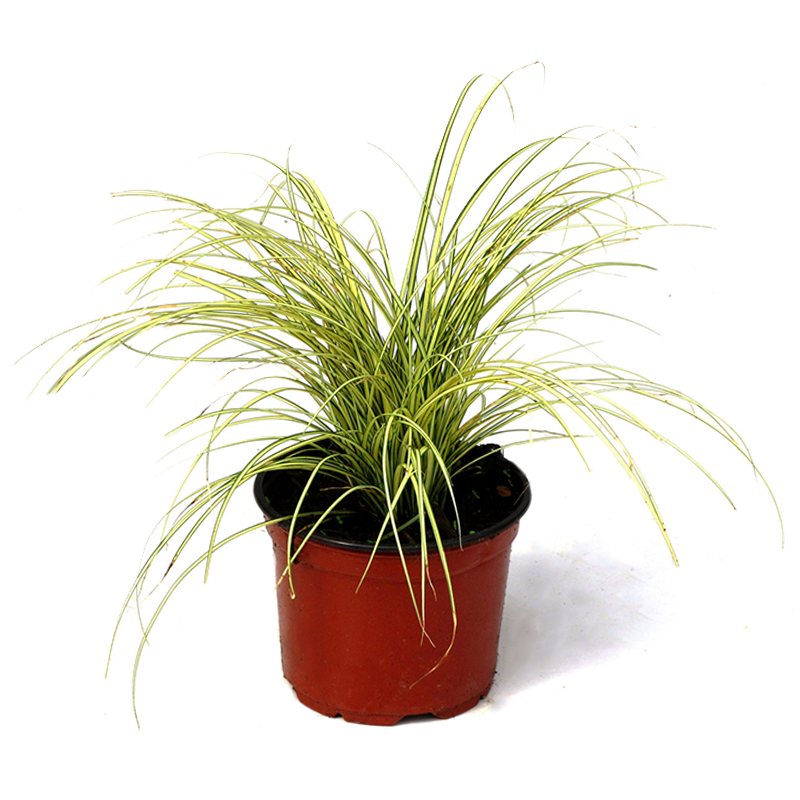 Carex 30 cm Saksıda Süs Bitkisi