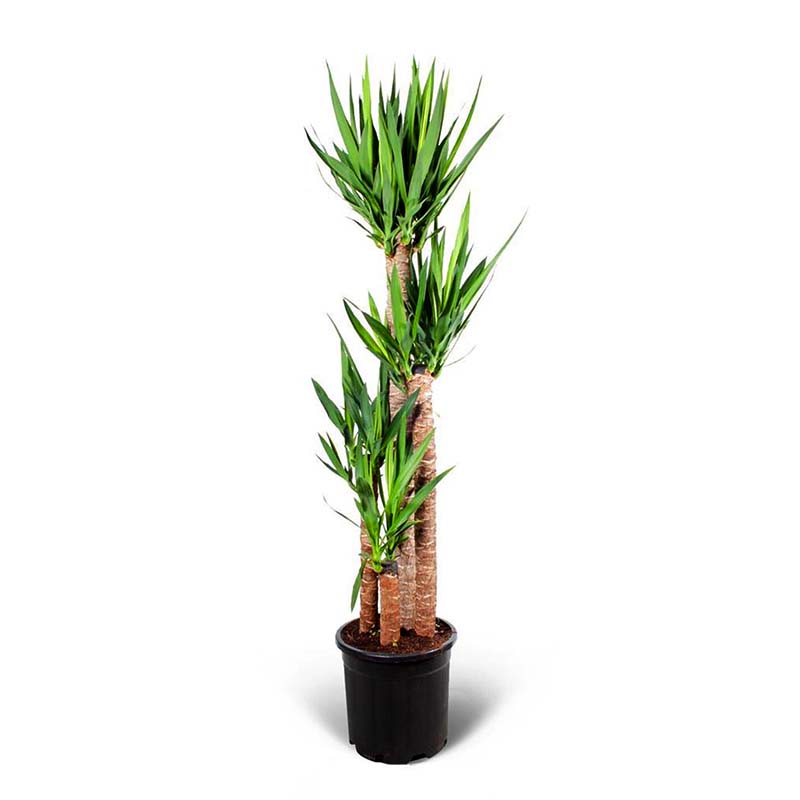 Yucca 5’li
