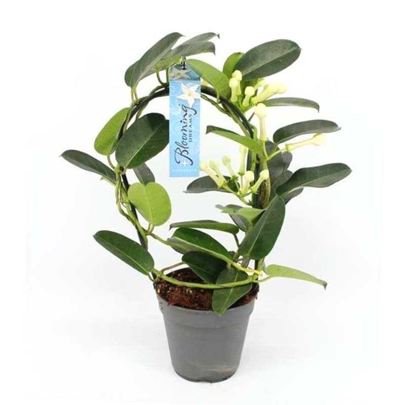 Stephanotis Floribunda Madagaskar Yasemini 12cm – 40cm