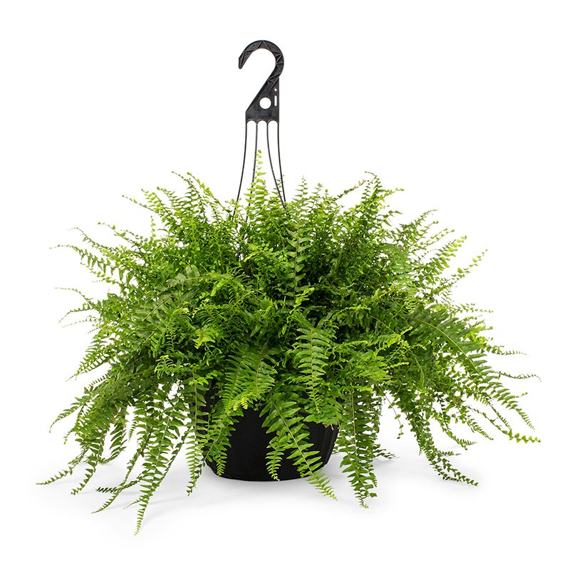 Pancur Çiçeği – Nephrolepis Exaltata 19cm Askılı