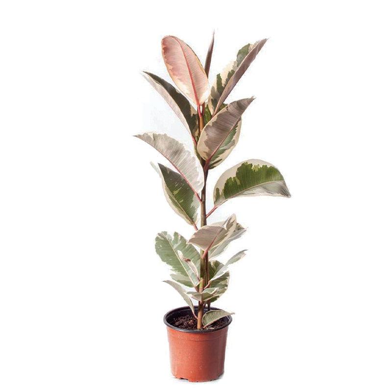 Ficus Elastica Tineke Kauçuk Ağacı 17cm