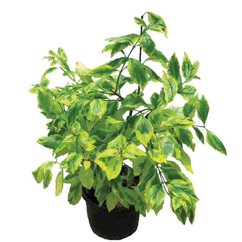 Duranta erecta Gold Edge Alacalı Bitkisi