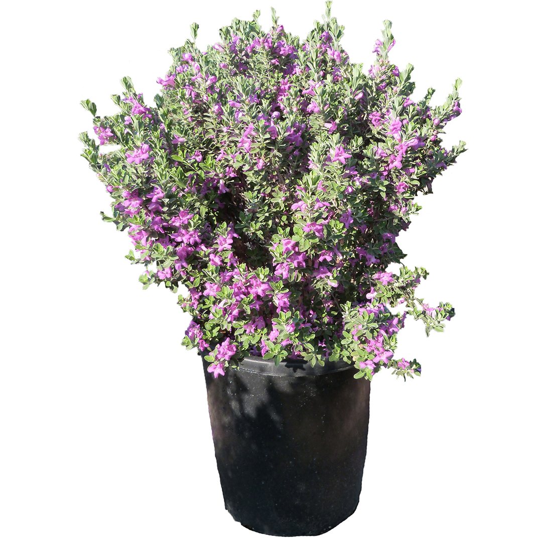 Leucophyllum Lavender 20 cm Çalı Bitkisi