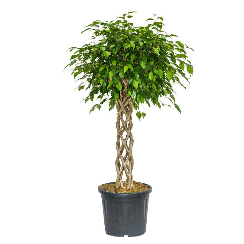 Ficus Benjamin Sutun Örgü 31cm 60cm