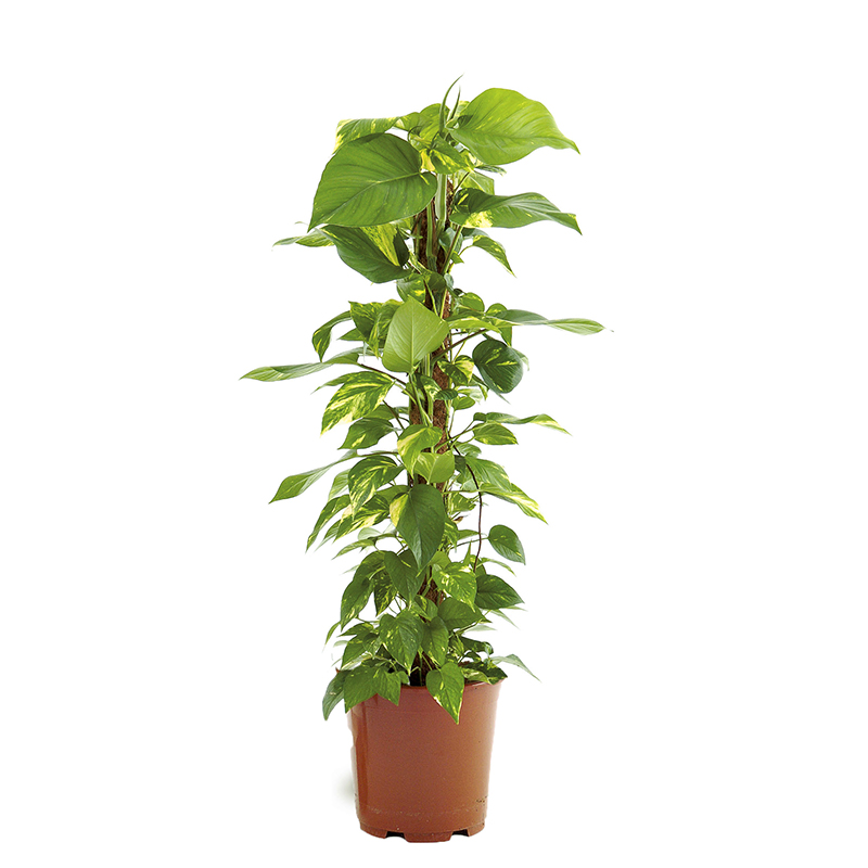 Epipremnum SPL.150CM