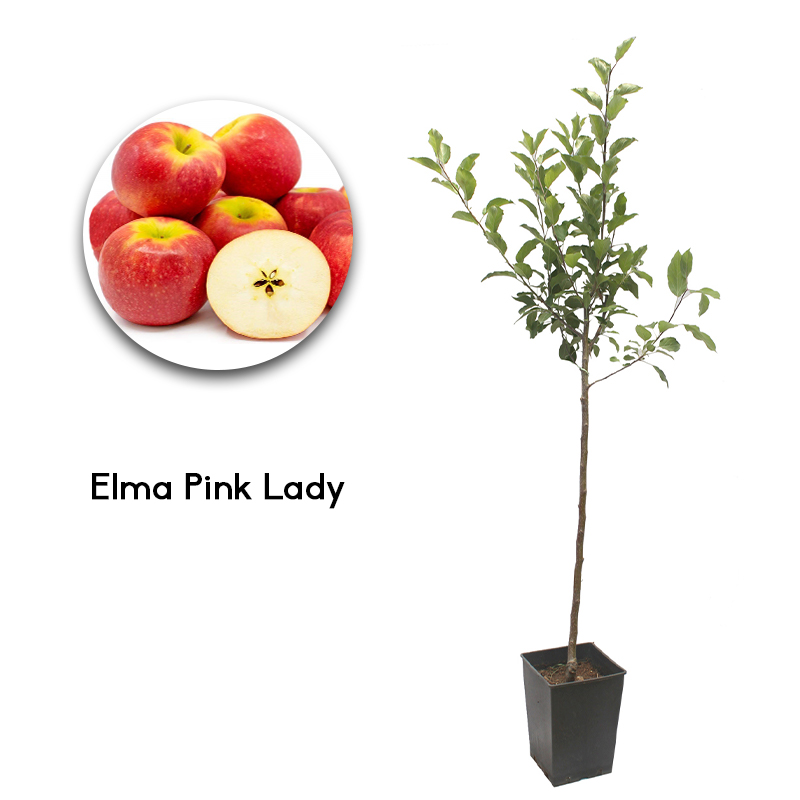 Pink Lady Elma Fidanı 19 cm