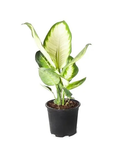 Difenbahya Mariana 17cm