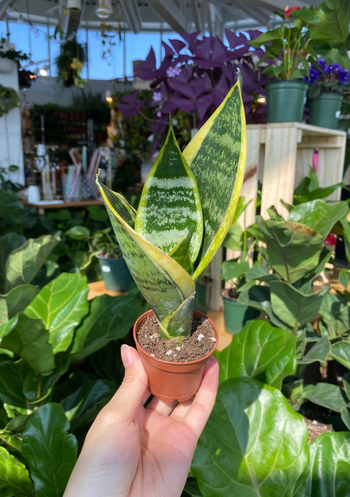 Paşa Kılıcı – Sansevieria Superba 8,5cm