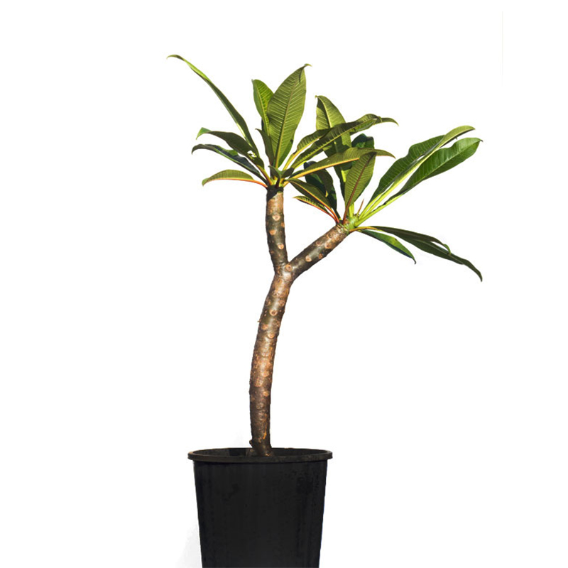 Fitne Ağacı 100cm