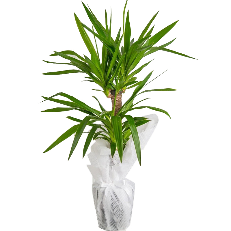 Yucca 2lı 30*60CM
