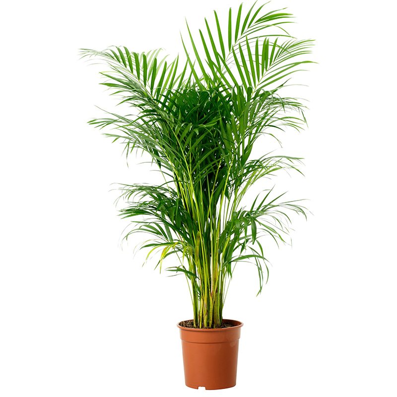 Areka Palmiyesi – Areca Lutescens 32cm-170cm