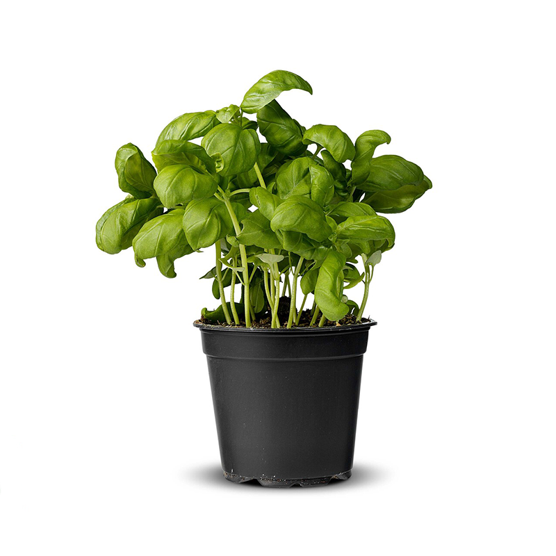 Yerli Fesleğen Bitkisi 13 cm Saksıda