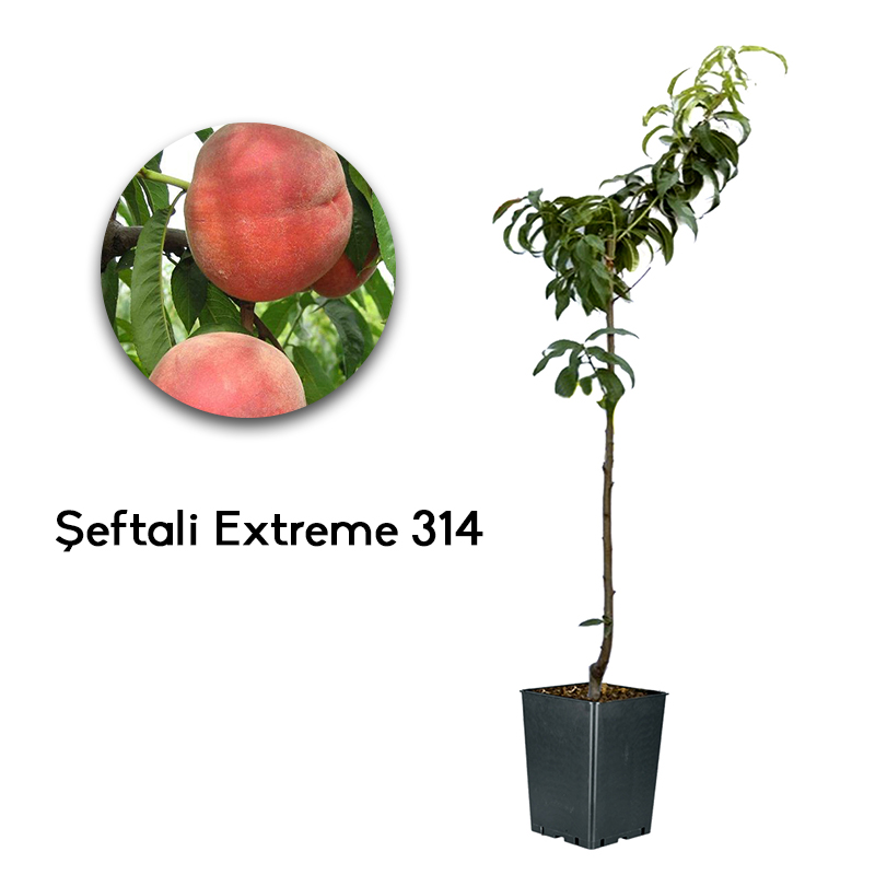 Şeftali Extreme 314 Fidanı
