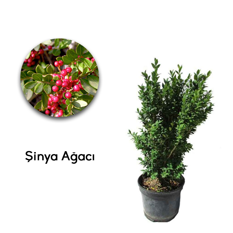 Şinya Sakız Ağacı Fidanı