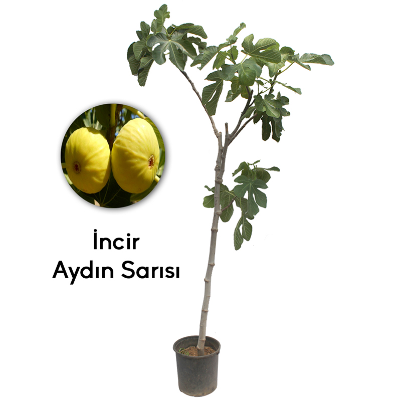Aydın Sarısı İncir Fidanı