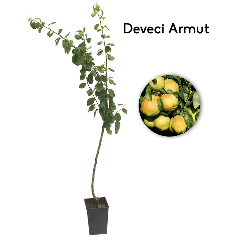 Deveci Armudu Fidanı