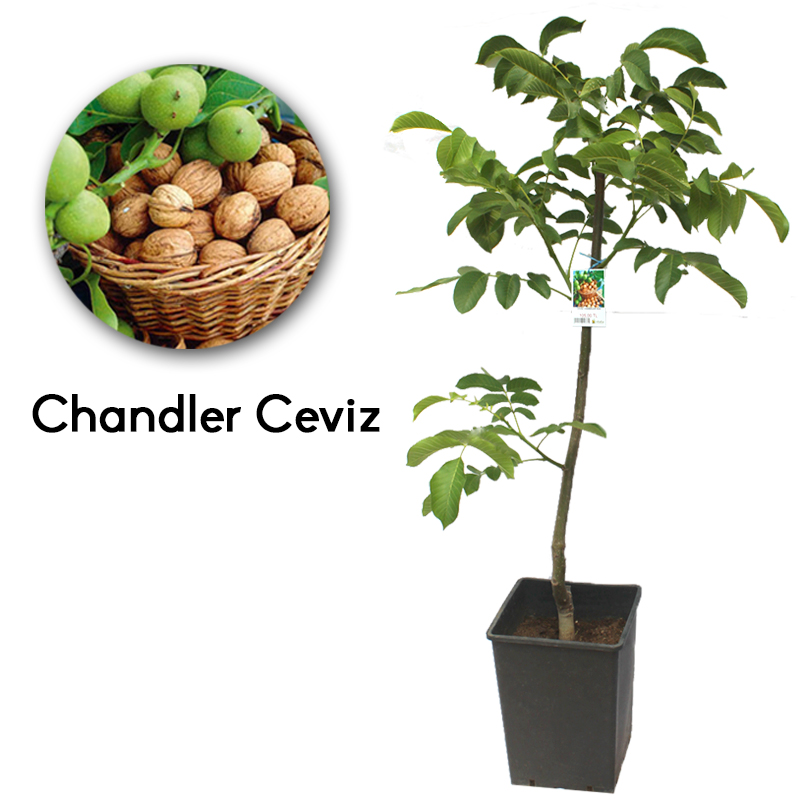 Chandler Ceviz Fidanı