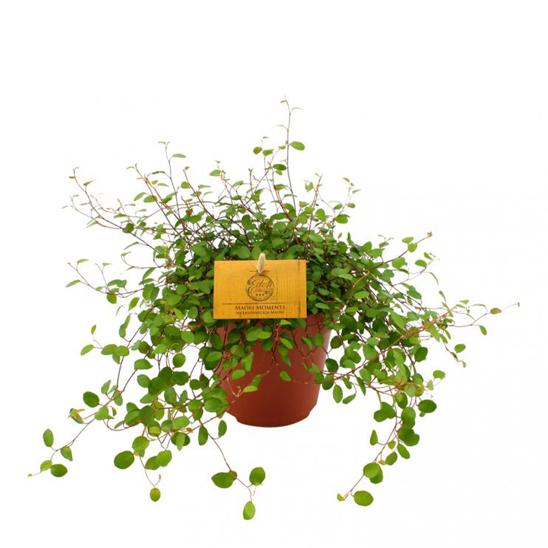 Avusturya Sarmaşığı – Muehlenbeckia 13cm