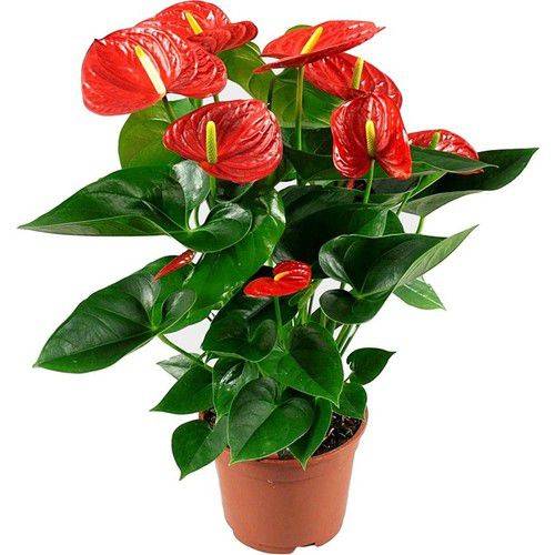 Anthurium Andreanum – Flamingo Çiçeği 17cm